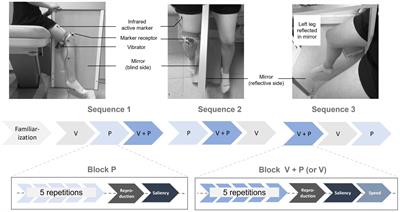 When proprioceptive feedback enhances visual perception of self-body movement: rehabilitation perspectives